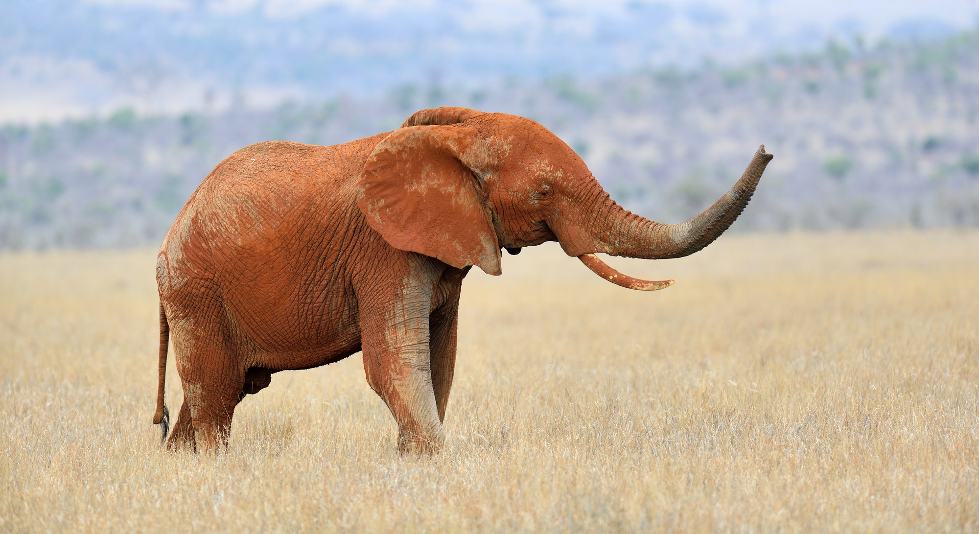 Elephant on savannah in Africa